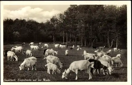 Ak Sauerland, Ziegenherde auf der Weide