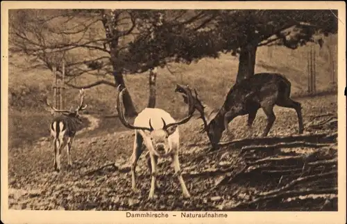 Ak Dammhirsche, Naturaufnhahme, Wald