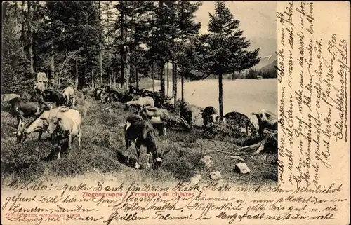 Ak Ziegengruppe, Troupeau de chevres