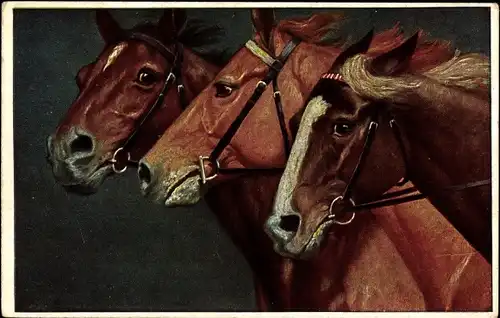 Künstler Ak Koch, A., Edle Pferde, Etalons, Drei Pferde mit Zaumzeug