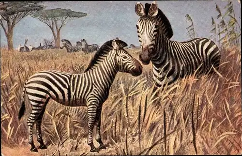 Ak Zebras in der Savanne, Mutter mit Jungtier, Strauß