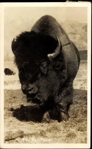 Ak Buffalo, Amerikanischer Bison