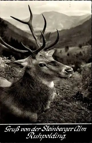 Ak Hirsch-Portrait, Steinberger Alm Ruhpolding