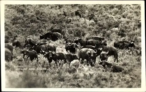 Ak Buffalo, Hluhluwe game reserve