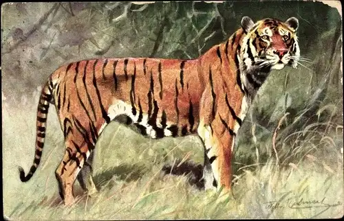 Künstler Ak Tiger auf einer Wiese