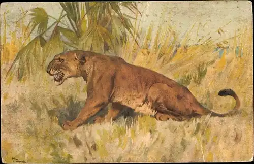 Künstler Ak Löwin, Savanne