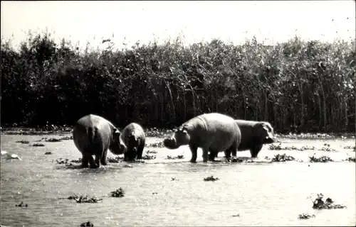 Ak Angola, Hipopotamos, Nilpferde