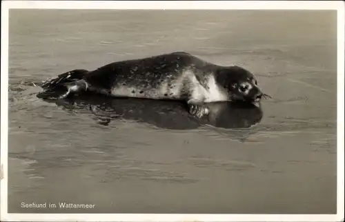 Ak Seehund im Wattenmeer