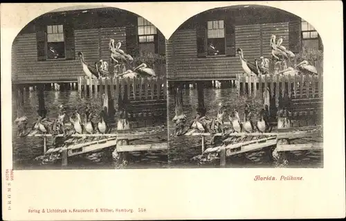 Stereo Ak Florida USA, Pelikane