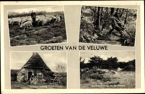 Ak Hoge Veluwe Gelderland Niederlande, scheper met zijn kudde, Ongerept natuurschoon, woning