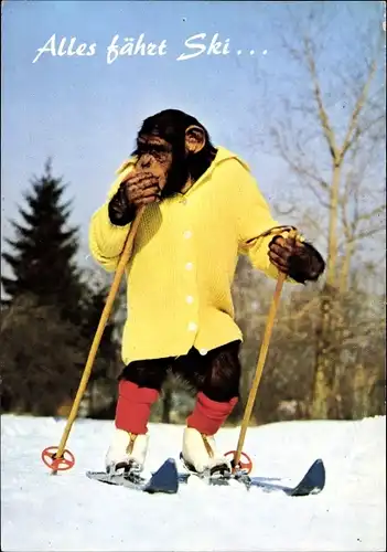 Ak Schimpanse fährt Ski