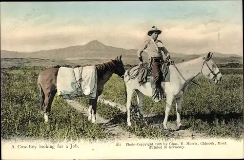 Ak Cowboy looking for a Job, Pferde