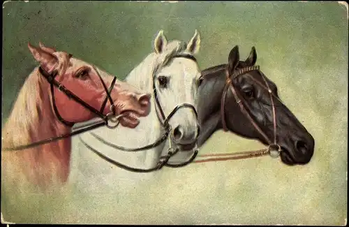 Ak Drei Pferde mit Zaumzeug, Pferdeköpfe, Pferdestudie