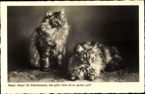 Ak Nanu Nanu Du Kätzchenpaar, was gibt's denn da zu gucken gar, Katzen