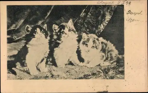 Ak Drei junge Katzen