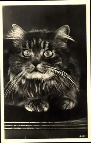 Ak Portrait einer Katze