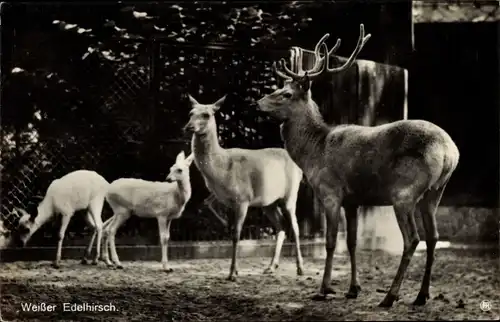 Ak Weißer Edelhirsch, Zoologischer Garten