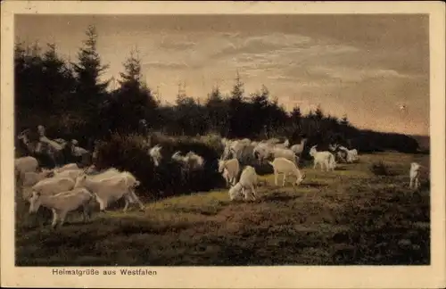Ak Heimatgrüße aus Westfalen, Ziegen