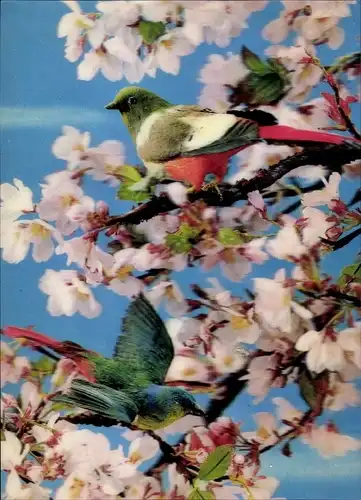 3-D Ak Birds, Oiseau sur cerisier, Kirschbaum