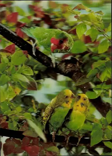 3 D Ak Zwei Wellensittiche, Papagei