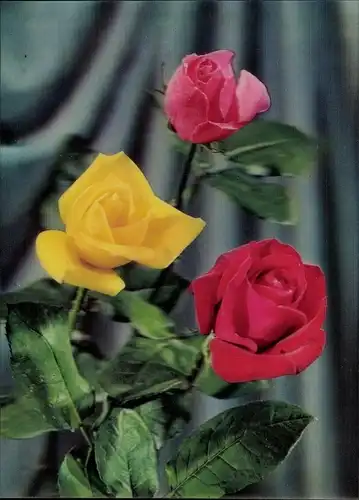 3D Ak Rosen, Roses 3 Couleurs