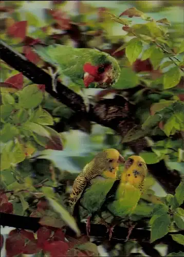 3 D Ak Wellensittiche und Papagei in einem Baum