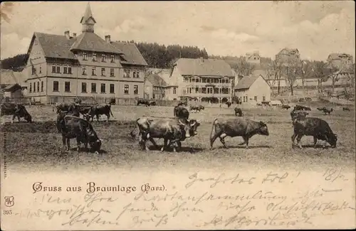 Ak Braunlage im Oberharz, Kühe weiden
