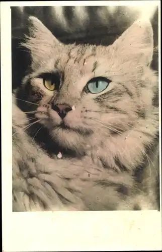 Ak Portrait einer Katze, Blaues und gelbes Auge