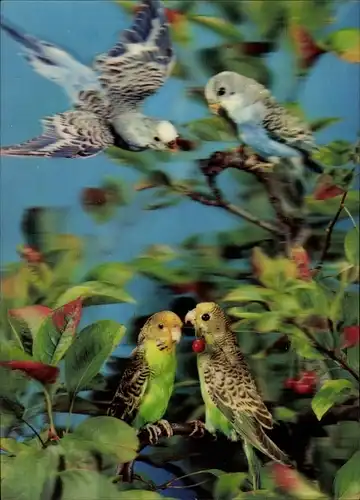 3 D Ak Grüne und blaue Wellensittiche