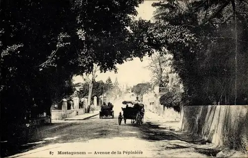 Ak Mostaganem Algerien, Avenue de la Pepiniere