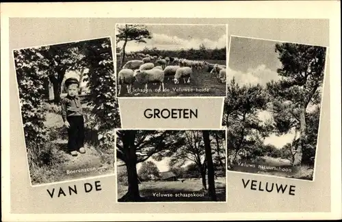 Ak Hoge Veluwe Gelderland Niederlande, Boerenzeun, Schapen op de heide, Schaapskool, natuurschoon