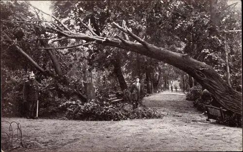 Ak Chemnitz in Sachsen, Sturmkatastrophe 1916, Umgestürzter Baum, Parkpartie