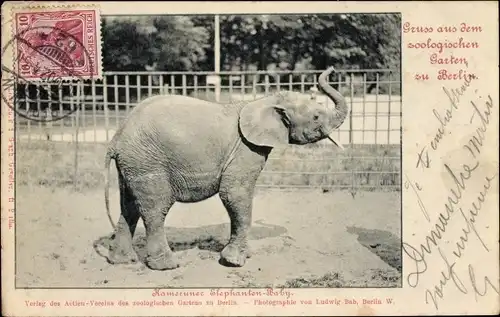 Ak Berlin Tiergarten, Zoologischer Garten, Elefanten-Baby