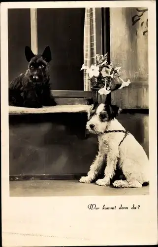 Ak Wer kommt denn da, zwei Terrier am Fenster, Hunde