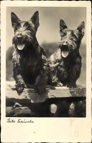Ak Gute Freunde, zwei Terrier, Hunde