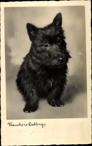 Ak Frauchens Liebling, Terrier, Hundeportrait