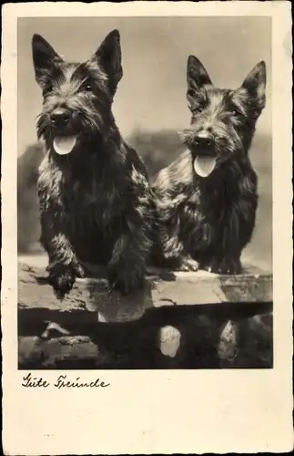 Ak Gute Freunde, zwei Terrier, Hundeportrait