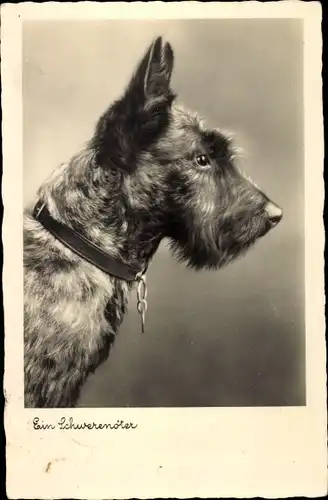 Ak Ein Schwerenöter, Terrier, Hundeportrait