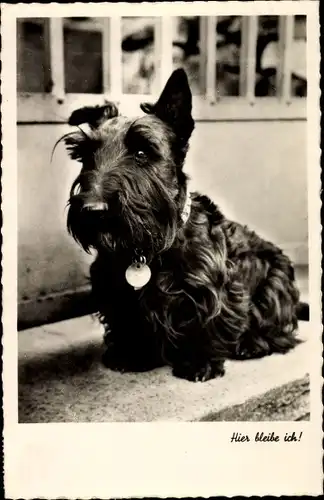 Ak Hier bleibe ich, Terrier, Hundeportrait