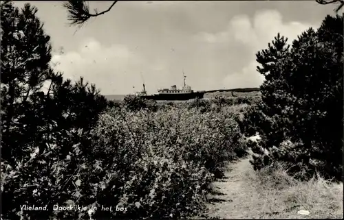 Ak Vlieland Friesland Niederlande, Doorkijkje in het bos