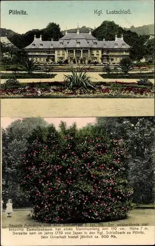 Ak Dresden Pillnitz, Kgl. Lustschloss, Außenansicht, Camelienbaum im Schlosspark