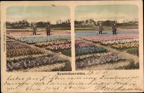 Stereo Ak Utrecht Niederlande, Hyacinthenvelden, Blumenfeld