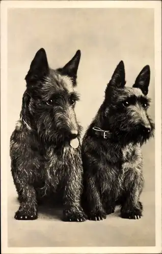 Ak Hundeportrait, zwei Terrier, sitzend