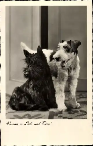 Ak Vereint in Lieb' und Treu' Hundeportrait, zwei Terrier