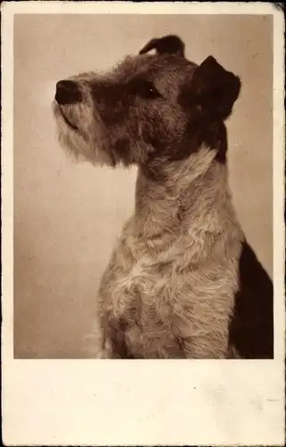 Ak Hundeportrait, Terrier