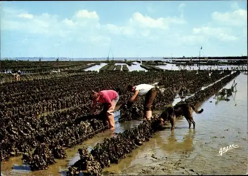 Ak Ile d'Oléron Charente Maritime, Austern in Boyardville