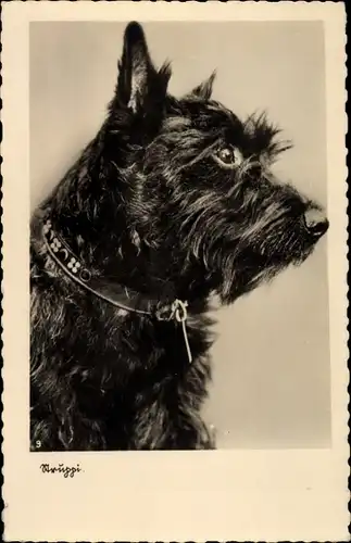 Ak Struppi, Hundeportrait, Terrier