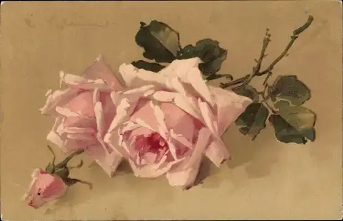 Künstler Litho Klein, Catharina, rosa Rosen, Knospen, Meissner & Buch Serie 2466