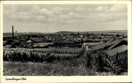 Ak Sprendlingen in Rheinhessen, Weinberg, Panorama