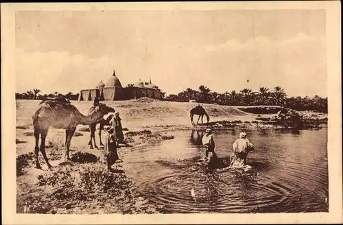 Ak Touggourt Algerien, Aux abords de la mosquee de l'oasis, Kamele